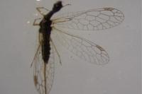 Venustoraphidia nigricollis