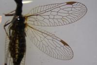 Phaeostigma notatum