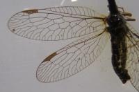 Phaeostigma notatum