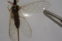 Xanthostigma xanthostigma