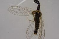 Xanthostigma xanthostigma