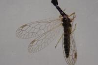 Venustoraphidia nigricollis