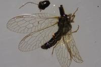 Subilla confinis
