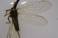 Subilla confinis