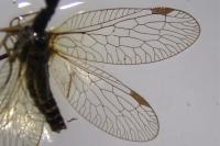 Phaeostigma notatum