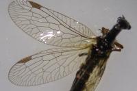 Phaeostigma notatum