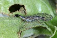 Xanthostigma xanthostigma