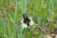 Libelloides coccajus