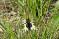 Libelloides coccajus