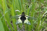 Libelloides coccajus