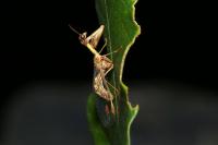 Mantispa styriaca
