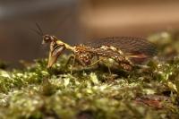 Mantispa styriaca