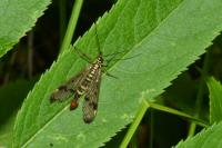 Panorpa communis