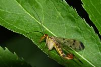 Panorpa germanica