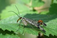 Panorpa communis