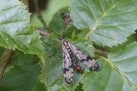 Panorpa communis