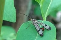 Panorpa communis