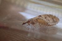 Hemerobius humulinus