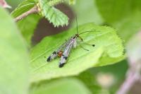 Panorpa communis