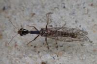 Xanthostigma xanthostigma