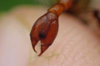 Panorpa vulgaris