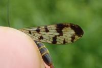 Panorpa vulgaris