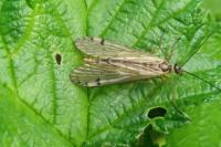 Aulops alpina