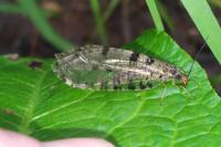 Osmylus fulvicephalus
