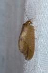 Drepanepteryx phalaenoides