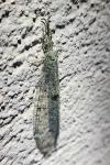 Distoleon tetragrammicus