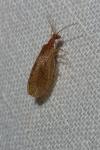 Micromus angulatus