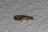 Micromus variegatus