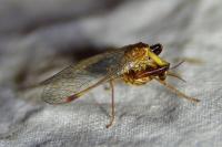 Mantispa styriaca