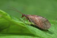 Micromus angulatus
