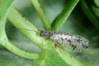 Micromus variegatus