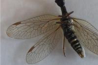 Phaeostigma majus