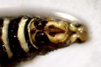 Phaeostigma majus
