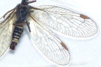 Phaeostigma notatum