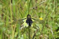 Libelloides coccajus