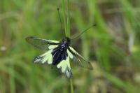Libelloides coccajus