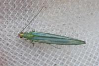 Peyerimhoffina gracilis