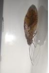 Micromus angulatus