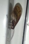 Micromus angulatus