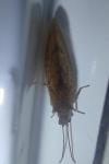 Micromus angulatus