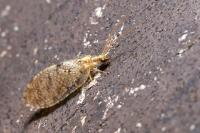 Hemerobius humulinus