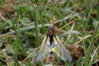Libelloides coccajus