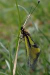 Libelloides coccajus
