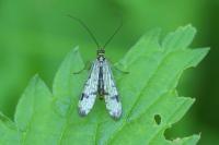 Panorpa communis