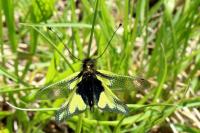 Libelloides coccajus