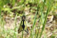 Libelloides coccajus